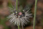 Common Leopardbane